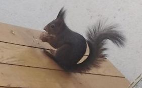 L'Ecureuil
